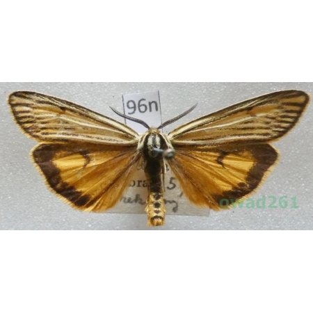 Coscinia striata  (Linnaeus, 1758) male Czech96n